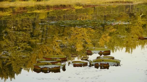 Reflexo da floresta de ginkgo na água . — Vídeo de Stock