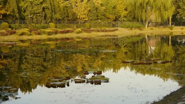 Spiegelung des Ginkgowaldes im Wasser. — Stockvideo