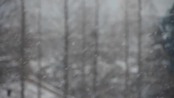 落ちてくる雪の結晶、雪カバー家・ フォレスト. — ストック動画