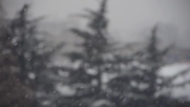 Caduta fiocco di neve, casa di copertura di neve & foresta . — Video Stock