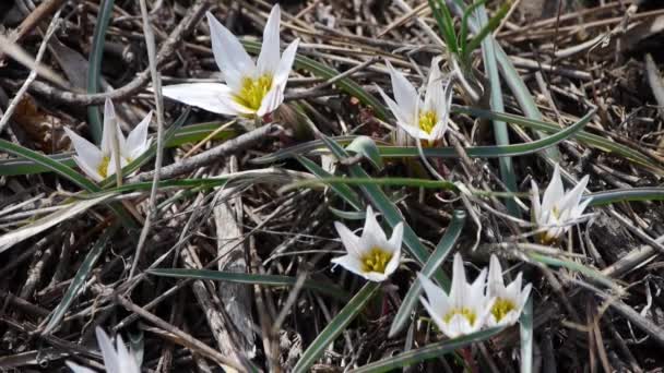 Wildflower biały swing w wiatr. — Wideo stockowe