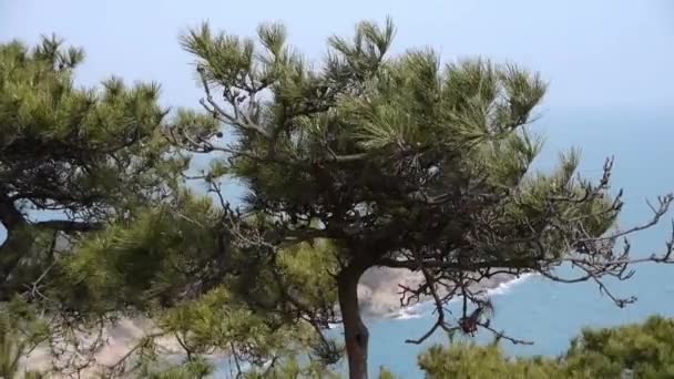 Houpačka borovice ve větru, seascape pozadí. — Stock video