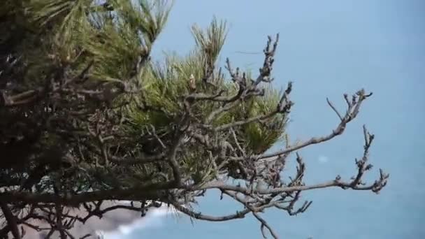 Houpačka borovice ve větru, seascape pozadí. — Stock video