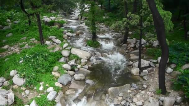 Ruisseau de montagne ruisseau des forêts et arbustes . — Video