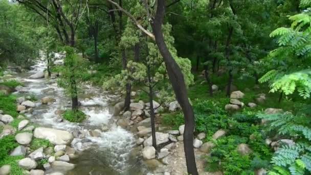 Mountain creek stream from forests & shrubs. — Stock Video