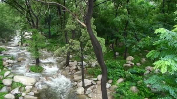 Ruisseau de montagne ruisseau des forêts et arbustes . — Video