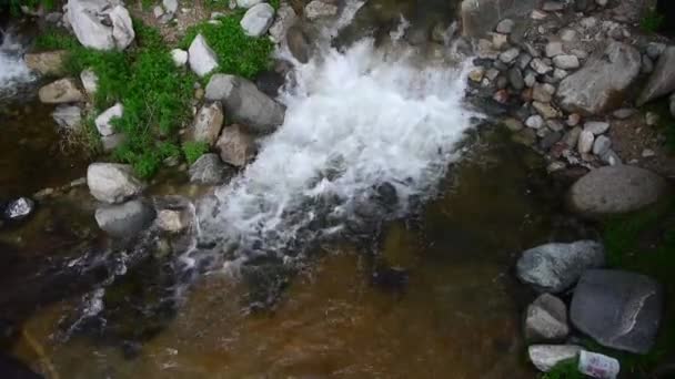 Βουνό creek stream στην λίμνη από δάση & θάμνοι. — Αρχείο Βίντεο