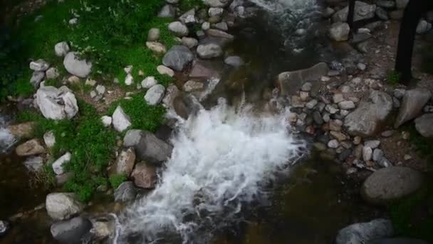 Ruisseau de montagne ruisseau des forêts et arbustes . — Video