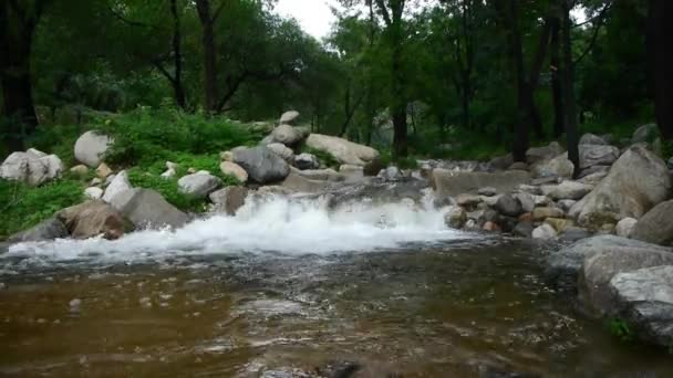 Mountain creek stream from forests & shrubs. — Stock Video