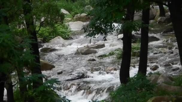 Mountain creek strumienia z lasów & krzewów. — Wideo stockowe