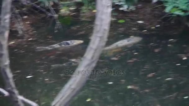 Muchas carpas de color persiguen el cortejo bajo el agua — Vídeo de stock