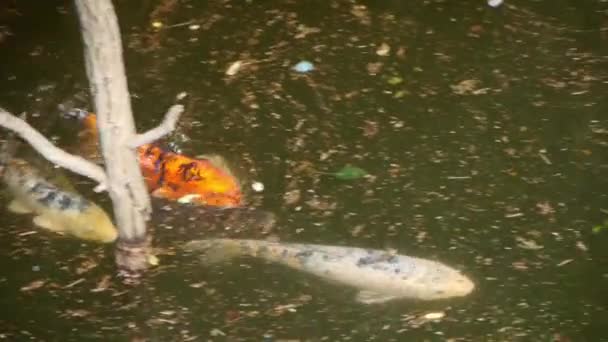 Muchas carpas de color persiguen el cortejo bajo el agua — Vídeo de stock