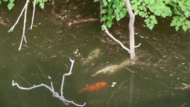 Many color carps chase courtship underwater — Stock Video