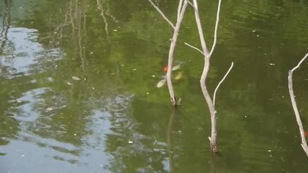 Viele Farbkarpfen jagen Balz unter Wasser — Stockvideo