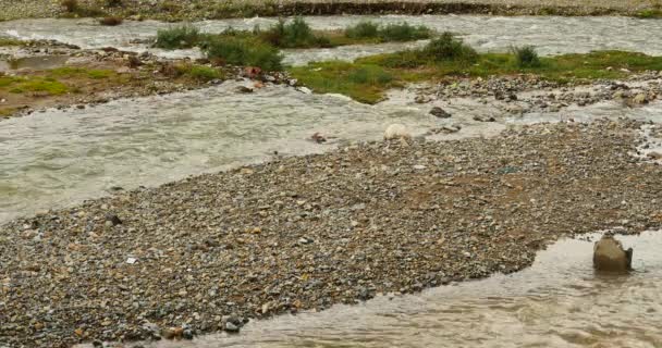 4k Fluss fließt über den Strand, Stein bedeckt den Strand, Tibet China. — Stockvideo