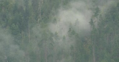 sabah sis çam ağaçları, Bomi İlçesi Tibet'te yükselen 4 k dağ sis.