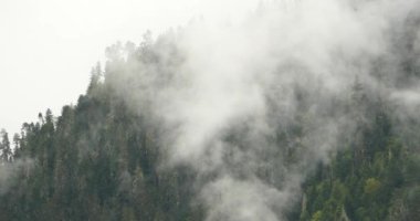 sabah sis çam ağaçları, Bomi İlçesi Tibet'te yükselen 4 k dağ sis.