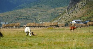 4 k at otlatma otlak, shangri-la yunnan, Çin.