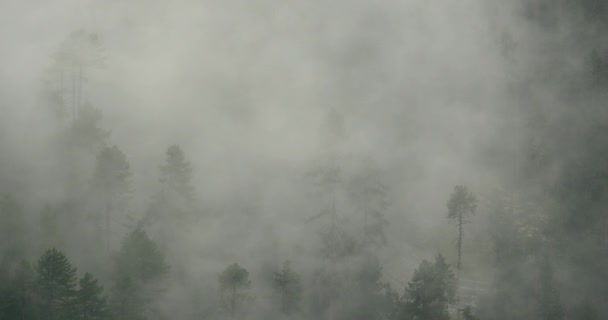 4 k berg mist stijgt in de ochtend, mist pijnbomen, de County Bomi in tibet. — Stockvideo