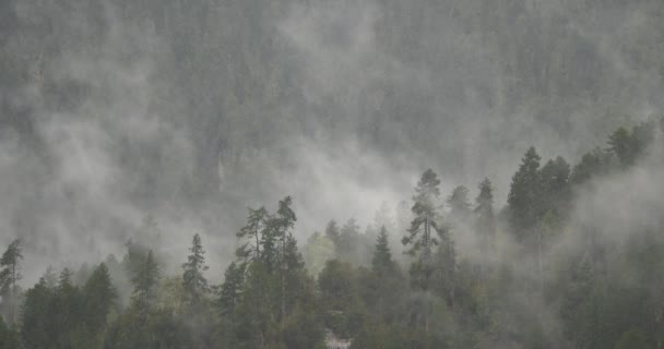 Mountain Mist Rising Morning Fog Pine Trees Wonderland Bomi County — Stock Video