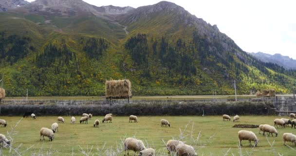 4k moutons pâturent dans la prairie, nuages masse roulant sur les montagnes de neige au Tibet . — Video
