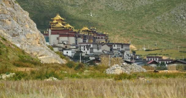 4k Gras wiegt sich vor dem Tempel, Berge als Hintergrund, Shangri-la Kinn — Stockvideo