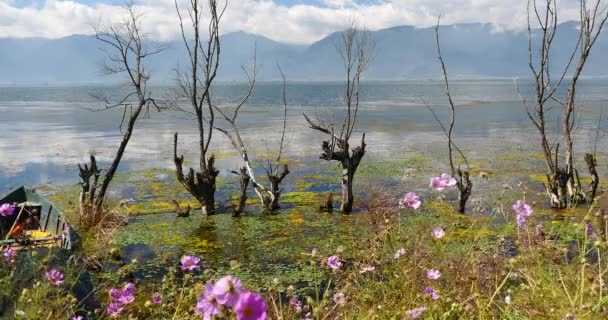 4 k rosa cosmos bipinnatus, vissnade i vatten, berg & molnet reflektera över sjön. — Stockvideo