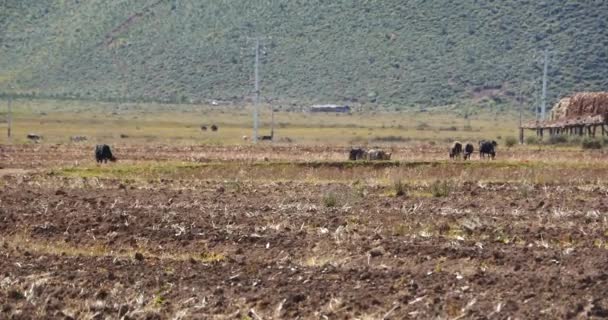 4k yak stroll on the land that After harvesting in shangrila yunnan,china. — Stock Video