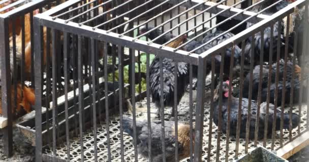 4k grupo frango na gaiola, mercado shangri-la, yunnan china . — Vídeo de Stock