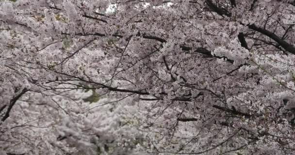 4 k のさくら、美しい桜の花風に震える. — ストック動画
