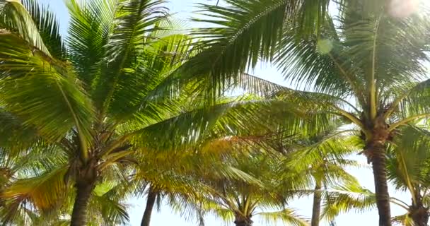 4k Palm Trees Солнечный свет сквозь пальмовые листья на фоне голубого неба . — стоковое видео