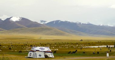 4 k Tibet çoban çadırın xizang Yaylası, inek ve koyun sürüsü.