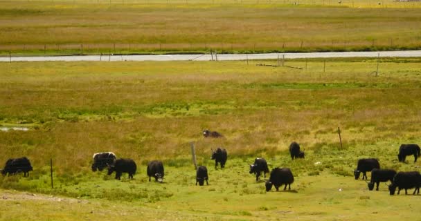 4k shluk jaka na prérii, řeka protékající Tibetu louky. — Stock video