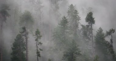 4 k timelapse dağ sis sabah yükselen sis ağaçlar, Bomi İlçesi, tibet.