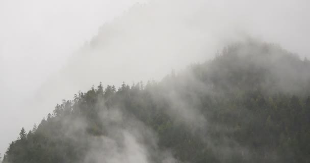 4k brume de montagne intemporelle se levant le matin, arbres de brouillard, Bomi County, Tibet . — Video