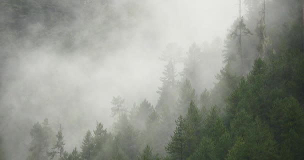 4k mountain mist rising in the morning, fog trees, Bomi County, tibet . — стоковое видео