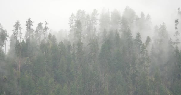 Brume de montagne 4k se levant le matin, pins brumeux, comté de Bomi au Tibet . — Video