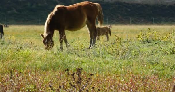 4k caballo pastando en el pastizal, shangri-la yunnan, china . — Vídeo de stock