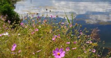 4 k evren bipinnatus (Bahçe Cosmos) Rüzgar, bulut yansıtan su yüzeyine.
