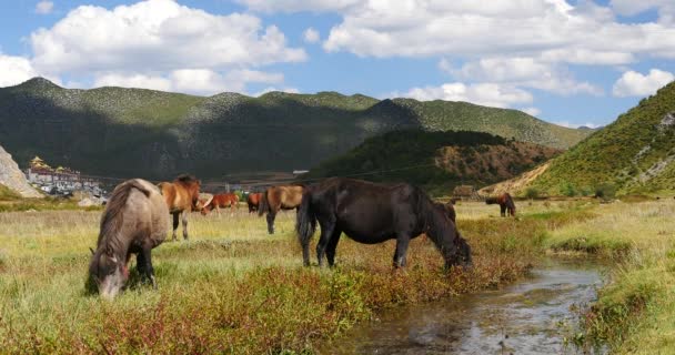 4k caballo pastando en el pastizal, shangri-la yunnan, china . — Vídeo de stock