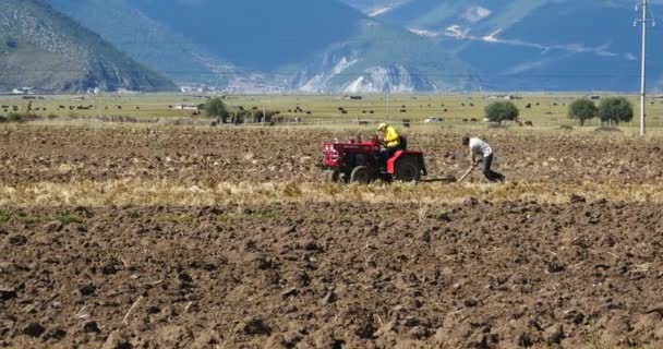 4 k Tybetańczyków używać gruntów ornych gospodarstwa ciągnika w shangrila yunnan, Chiny. — Wideo stockowe