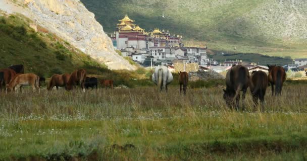 4k Pferde grasen im Fluss, Wolkenmassen wälzen sich über Berge, weit entfernter Tempel. — Stockvideo