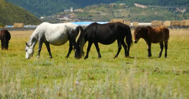 4 k 马放牧对草地，香格里拉 — — 云南，中国. — 图库视频影像
