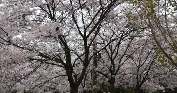 4k turisti per visualizzare sakura, festival di fiori di ciliegio nel parco QingDao, Cina . — Video Stock