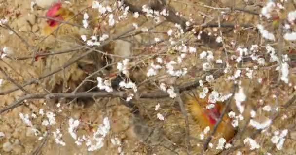 4k galinhas sob árvore de flores de cereja . — Vídeo de Stock