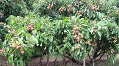 4k longan bahçesi, Lamphun, Tayland 'da tropikal meyveler..