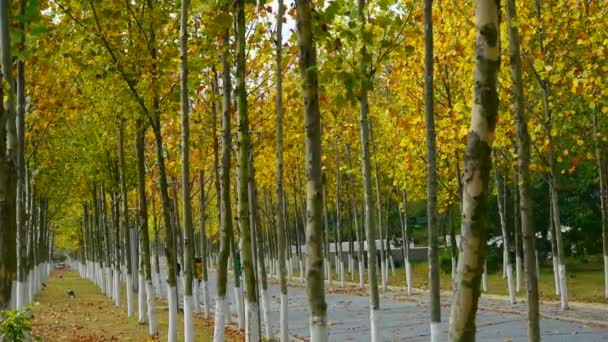 Largo camino a través del bosque, hojas amarillas que caen . — Vídeos de Stock