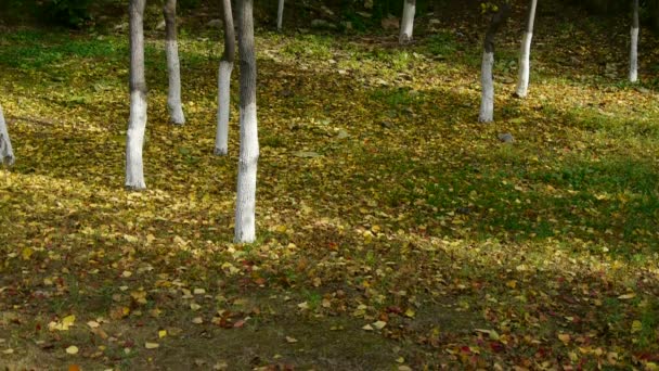 Hojas amarillas que caen y la luz del sol en el suelo detrás del tronco . — Vídeos de Stock