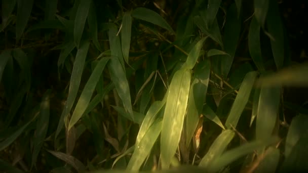 Wind shaking bamboo,quiet atmosphere in sunshine. — Stock Video