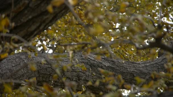 Grönskande ginkgo trädet i vind, stam, skog, skogen. — Stockvideo